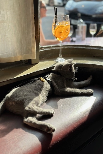 Cat playing inside the pub